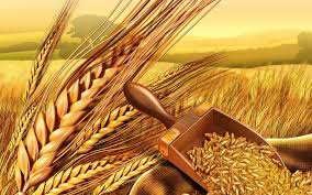 Manufacturers Exporters and Wholesale Suppliers of Wheat Gandhidham Gujarat