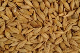 Barley Manufacturer Supplier Wholesale Exporter Importer Buyer Trader Retailer in Gandhidham Gujarat India