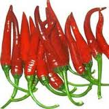 Manufacturers Exporters and Wholesale Suppliers of Chilly Navi Mumbai Maharashtra