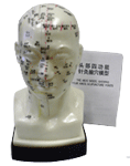 Manufacturers Exporters and Wholesale Suppliers of Head Model Delhi Delhi
