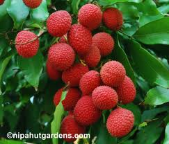 Manufacturers Exporters and Wholesale Suppliers of Lychees Pune Maharashtra