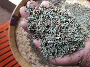 Manufacturers Exporters and Wholesale Suppliers of Tulsi Leaves (Ocimum Sanctum Linn) Tuticorin Tamil Nadu