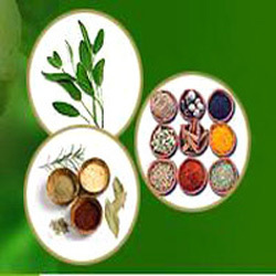Manufacturers Exporters and Wholesale Suppliers of Indian Spices Vadodara Gujarat