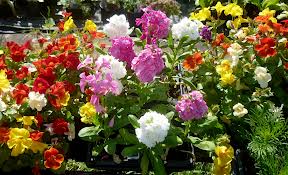 Plants