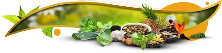Herbs Manufacturer Supplier Wholesale Exporter Importer Buyer Trader Retailer in MUMBAI Maharashtra India