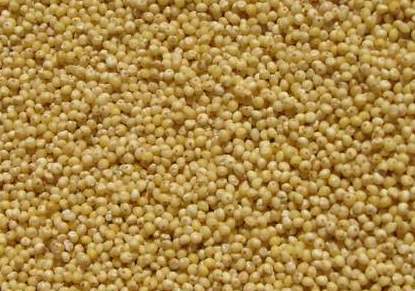 Manufacturers Exporters and Wholesale Suppliers of Millet Ahmedabad Gujarat