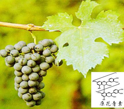Grape Seed extract Services in Changsha  China
