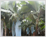 Banana Cover Manufacturer Supplier Wholesale Exporter Importer Buyer Trader Retailer in Surat Gujarat India