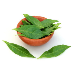 Manufacturers Exporters and Wholesale Suppliers of Henna Leaves Sojat Rajasthan