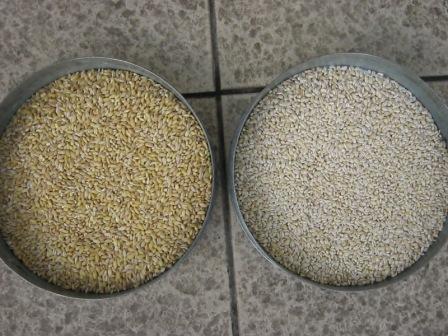 Manufacturers Exporters and Wholesale Suppliers of Pearl barley Chernigiv 