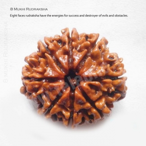 Manufacturers Exporters and Wholesale Suppliers of 8 Mukhi Rudraksha Delhi Delhi