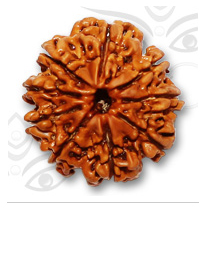 Manufacturers Exporters and Wholesale Suppliers of 9 Mukhi Rudraksh New Delhi 