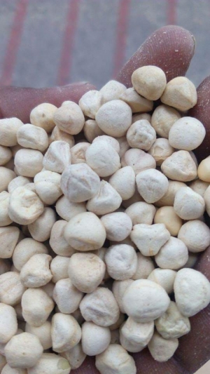Manufacturers Exporters and Wholesale Suppliers of Moringa Kernel Tuticorin Tamil Nadu
