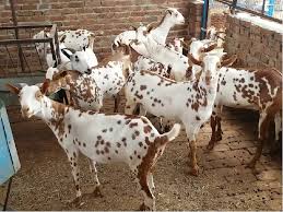 Barbari goat Manufacturer Supplier Wholesale Exporter Importer Buyer Trader Retailer in Gadarwara Madhya Pradesh India