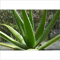 Manufacturers Exporters and Wholesale Suppliers of Aloevera Raw Leaf Samrala Punjab