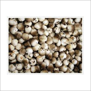 Organic Mushroom Manufacturer Supplier Wholesale Exporter Importer Buyer Trader Retailer in Samrala Punjab India