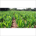 Manufacturers Exporters and Wholesale Suppliers of Turmeric Plants Samrala Punjab