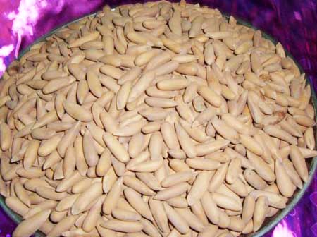Manufacturers Exporters and Wholesale Suppliers of Chilgoza Pine Nuts jaipur Rajasthan