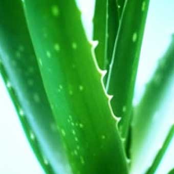 Manufacturers Exporters and Wholesale Suppliers of Aloe Vera Plant jaipur Rajasthan