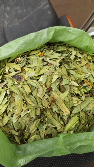 Manufacturers Exporters and Wholesale Suppliers of Senna Leaves Tuticorin Tamil Nadu