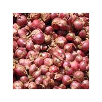 Onion Manufacturer Supplier Wholesale Exporter Importer Buyer Trader Retailer in Madurai Tamil Nadu India