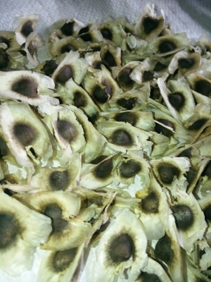 Manufacturers Exporters and Wholesale Suppliers of Drumstick seeds wings Tuticorin Tamil Nadu