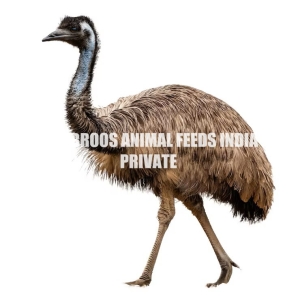 Emu Feed Manufacturer Supplier Wholesale Exporter Importer Buyer Trader Retailer in Thrissur Kerala India