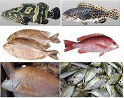 Manufacturers Exporters and Wholesale Suppliers of Frozen Fish Mojokerto Other