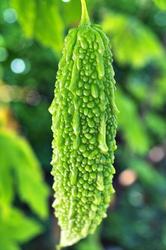 Karela (bitter Gourd) Juice