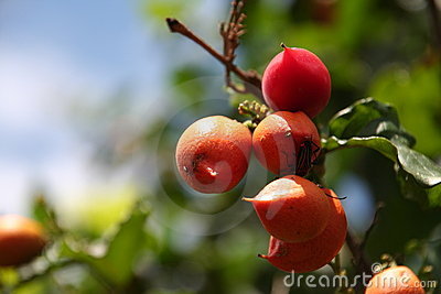 Guarana Fruit