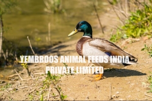 Duck Feed Manufacturer Supplier Wholesale Exporter Importer Buyer Trader Retailer in Thrissur Kerala India