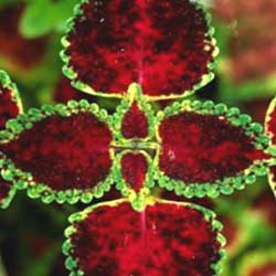 Coleus Extract