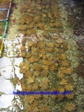 Kenya Tree Corals