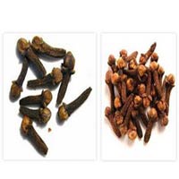 Manufacturers Exporters and Wholesale Suppliers of Cloves Thiruvalla Kerala