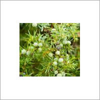 Juniper Oil