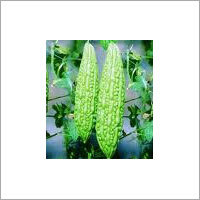 Manufacturers Exporters and Wholesale Suppliers of Bitter Gourd Seed Oil Kannauj Uttar Pradesh