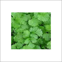 Manufacturers Exporters and Wholesale Suppliers of Coriander Seed Kannauj Uttar Pradesh