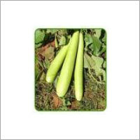 Manufacturers Exporters and Wholesale Suppliers of Bottle Gourd Seed Kannauj Uttar Pradesh