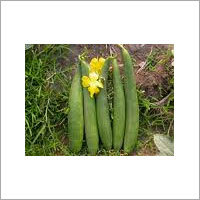 Sponge Gourd Seed Manufacturer Supplier Wholesale Exporter Importer Buyer Trader Retailer in Kannauj Uttar Pradesh India