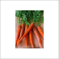 Manufacturers Exporters and Wholesale Suppliers of Carrot Seed Kannauj Uttar Pradesh