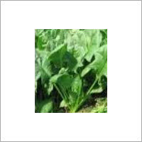 Manufacturers Exporters and Wholesale Suppliers of Spinach Seed Kannauj Uttar Pradesh