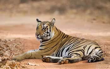 India Wildlife Tours