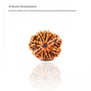 Manufacturers Exporters and Wholesale Suppliers of 9 Mukhi Rudraksha Delhi Delhi