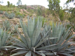 Agave Plants