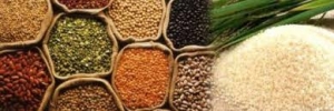 Manufacturers Exporters and Wholesale Suppliers of Agro Related products Vadodara Gujarat