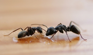 Ant Pest Control Services