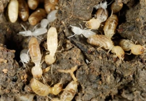 Anti - Termite Treatment