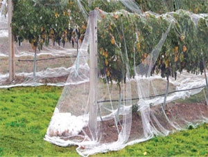 Manufacturers Exporters and Wholesale Suppliers of Bird Net Daman Daman & Diu