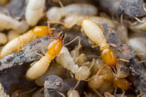 Service Provider of Anti Termite Treatment (White Ant) Okhla Delhi 