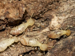 Anti-Termite Treatment Services in Telangana  India